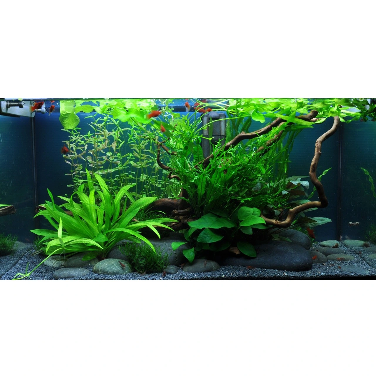 Tropica Cryptocoryne Wendtii Green 1-2-GROW